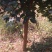黄金桂花树10~12cm3~3.5米2~3米
