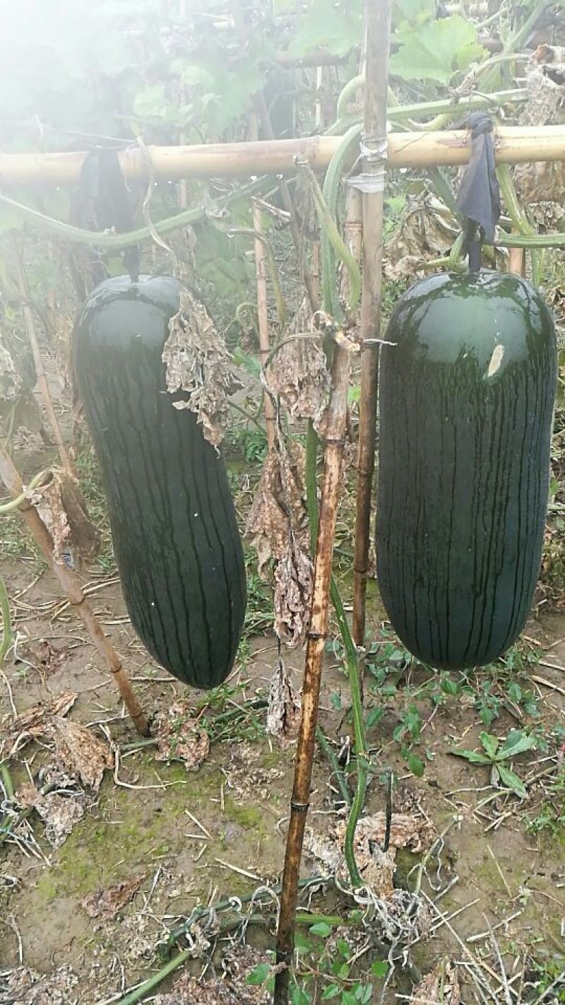 黑皮冬瓜黑皮吊瓜，12斤以上
