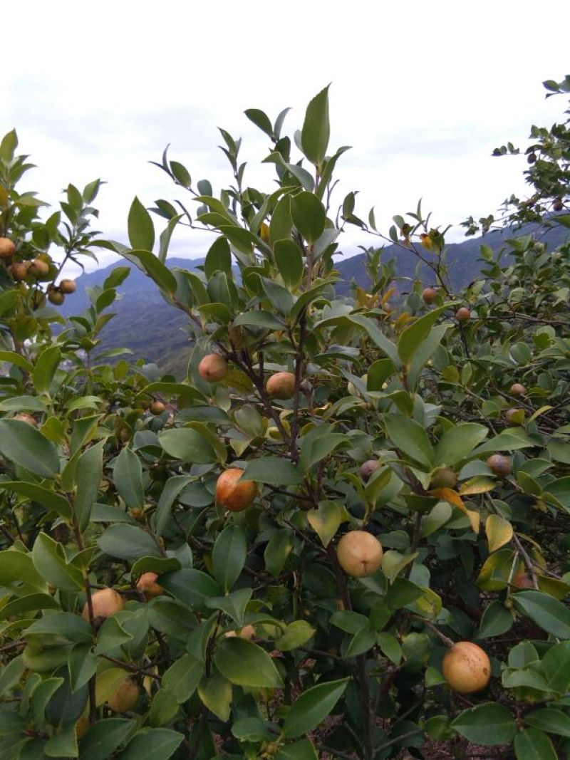 山茶果油茶籽