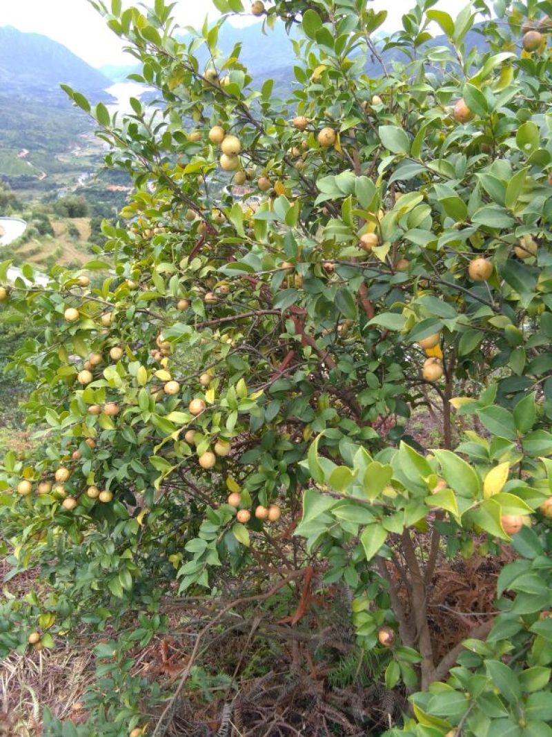 山茶果油茶籽