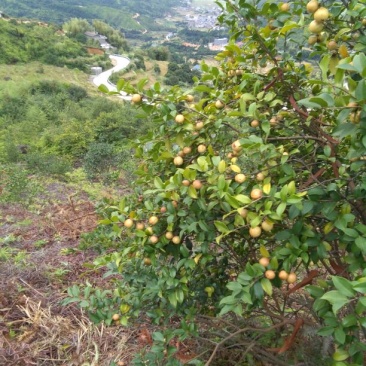 山茶果油茶籽