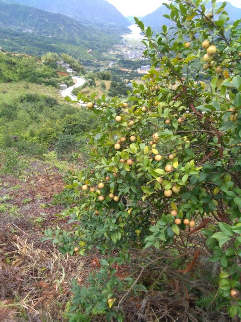 山茶果油茶籽