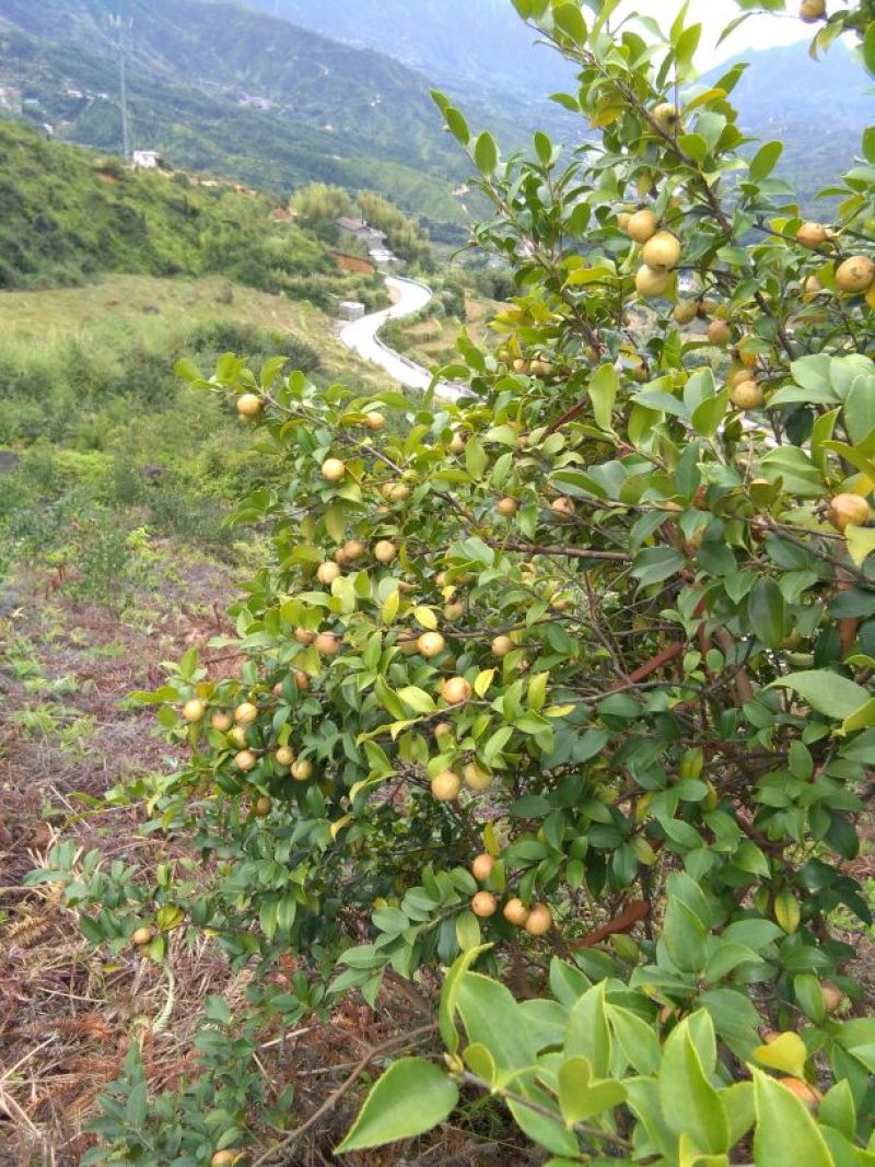 山茶果油茶籽