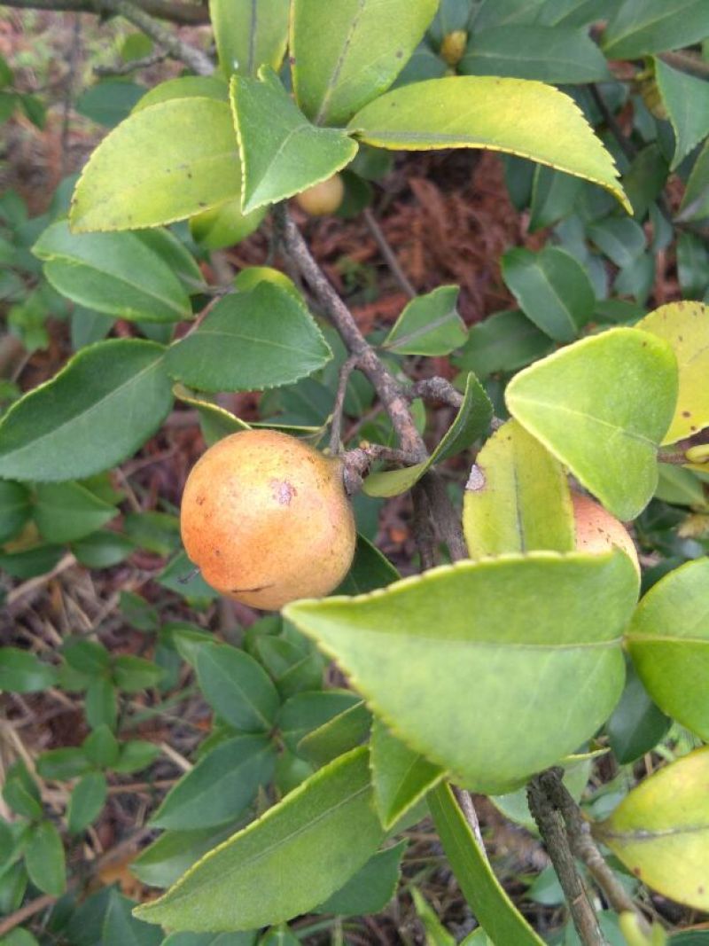 山茶果油茶籽