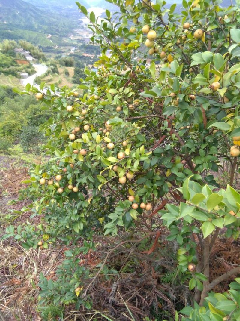 山茶果油茶籽