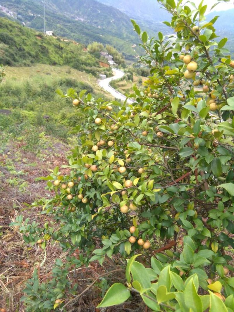 山茶果油茶籽