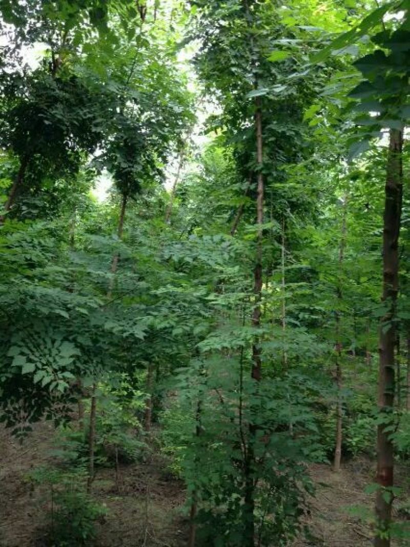 北京栾6~8cm4~6cm2.5~3米