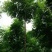 北京栾6~8cm4~6cm2.5~3米