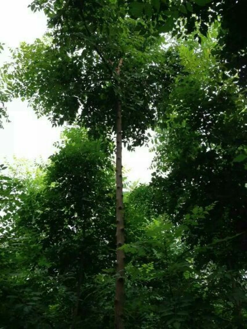 北京栾6~8cm4~6cm2.5~3米