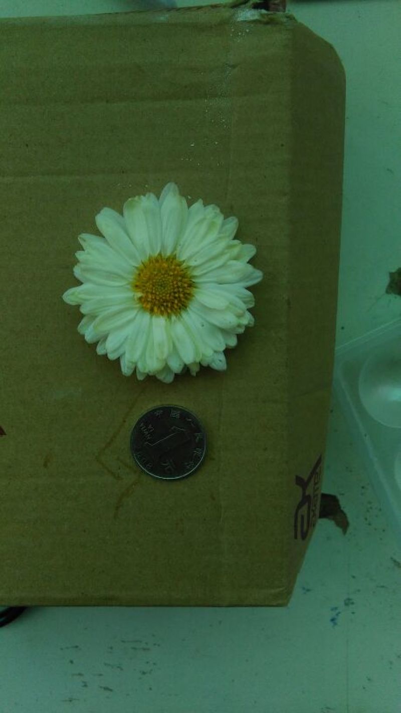 杭白菊散装
