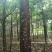 秋枫261~300cm