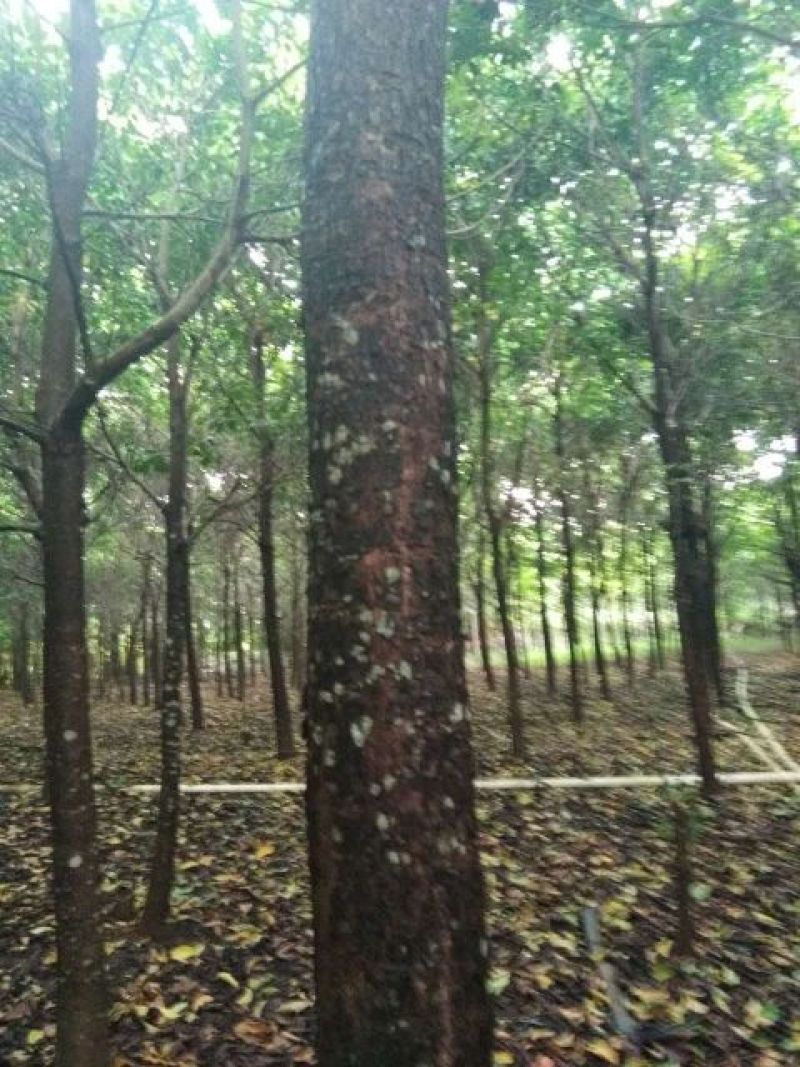 秋枫261~300cm
