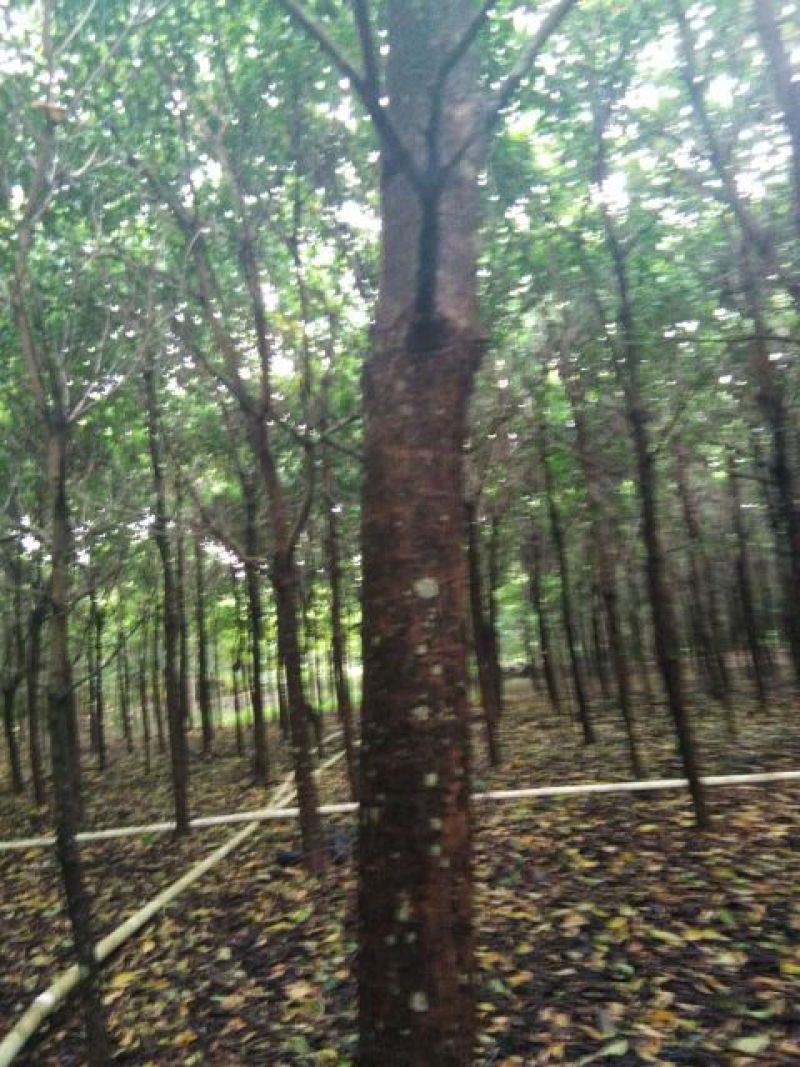 秋枫261~300cm