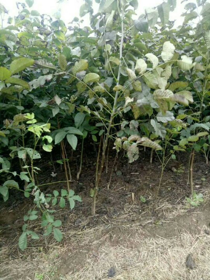 核桃苗150~200cm二年苗