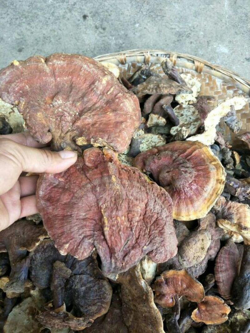 灵芝8~12公分
