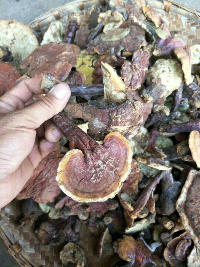 灵芝8~12公分