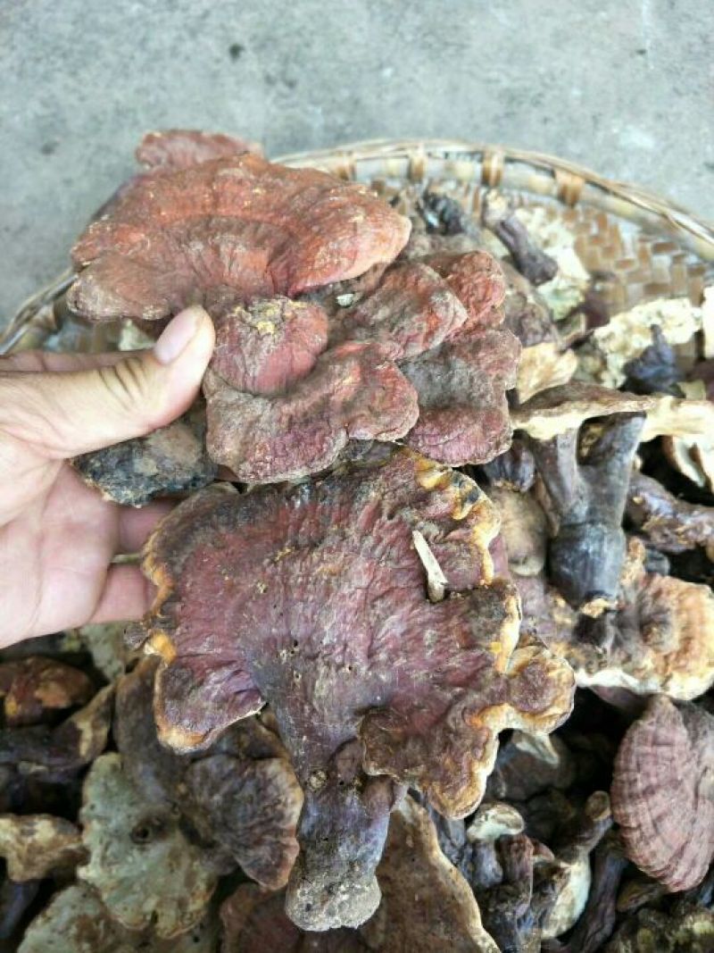 灵芝8~12公分