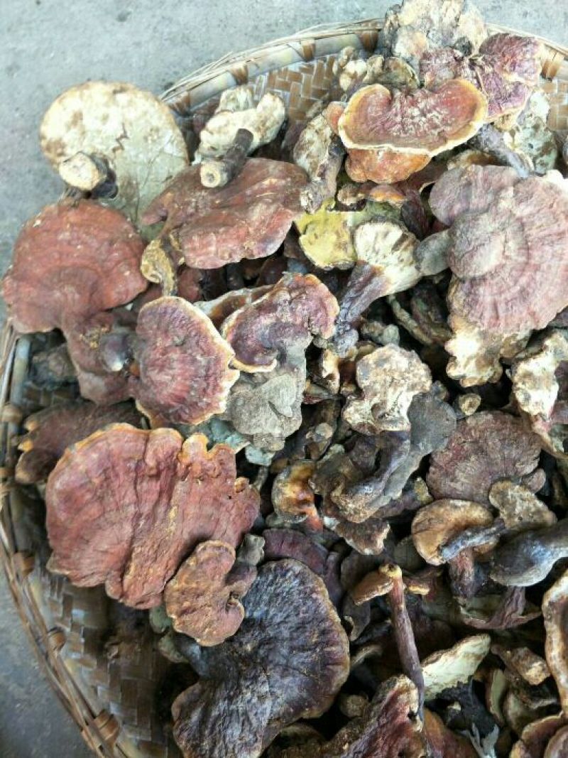 灵芝8~12公分