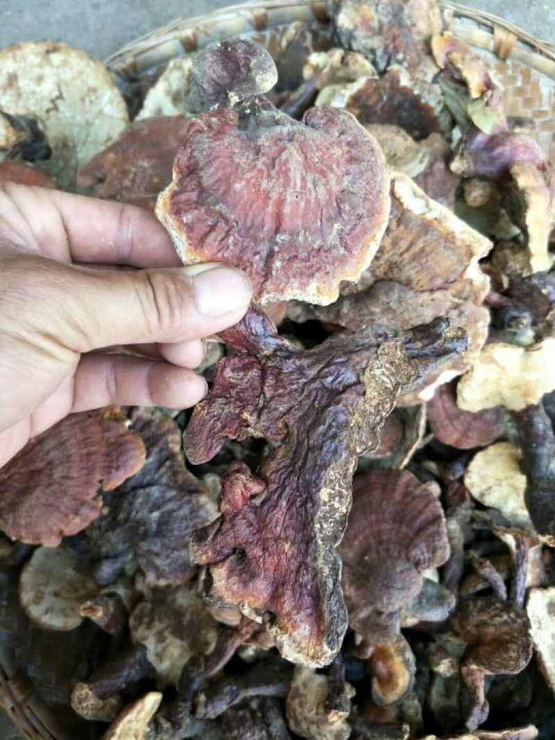 灵芝8~12公分