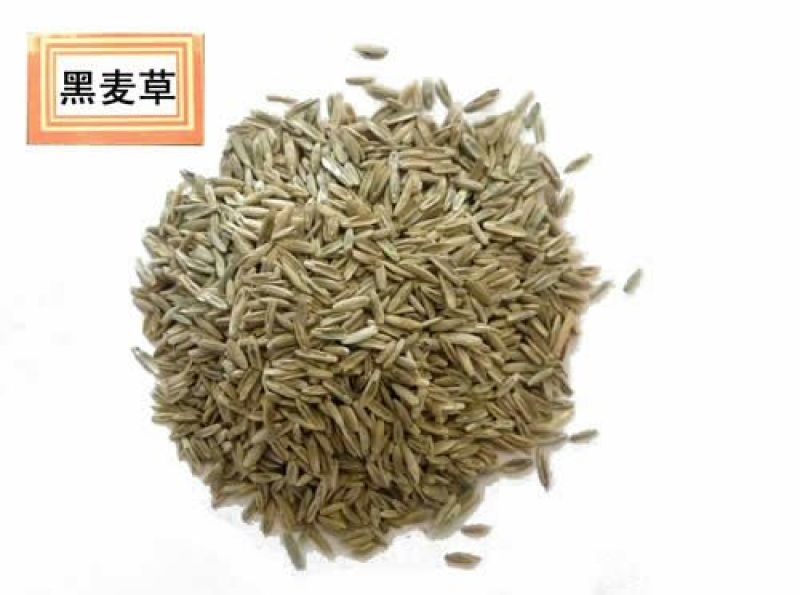 多年生黑麦草种子包发芽五斤包邮，