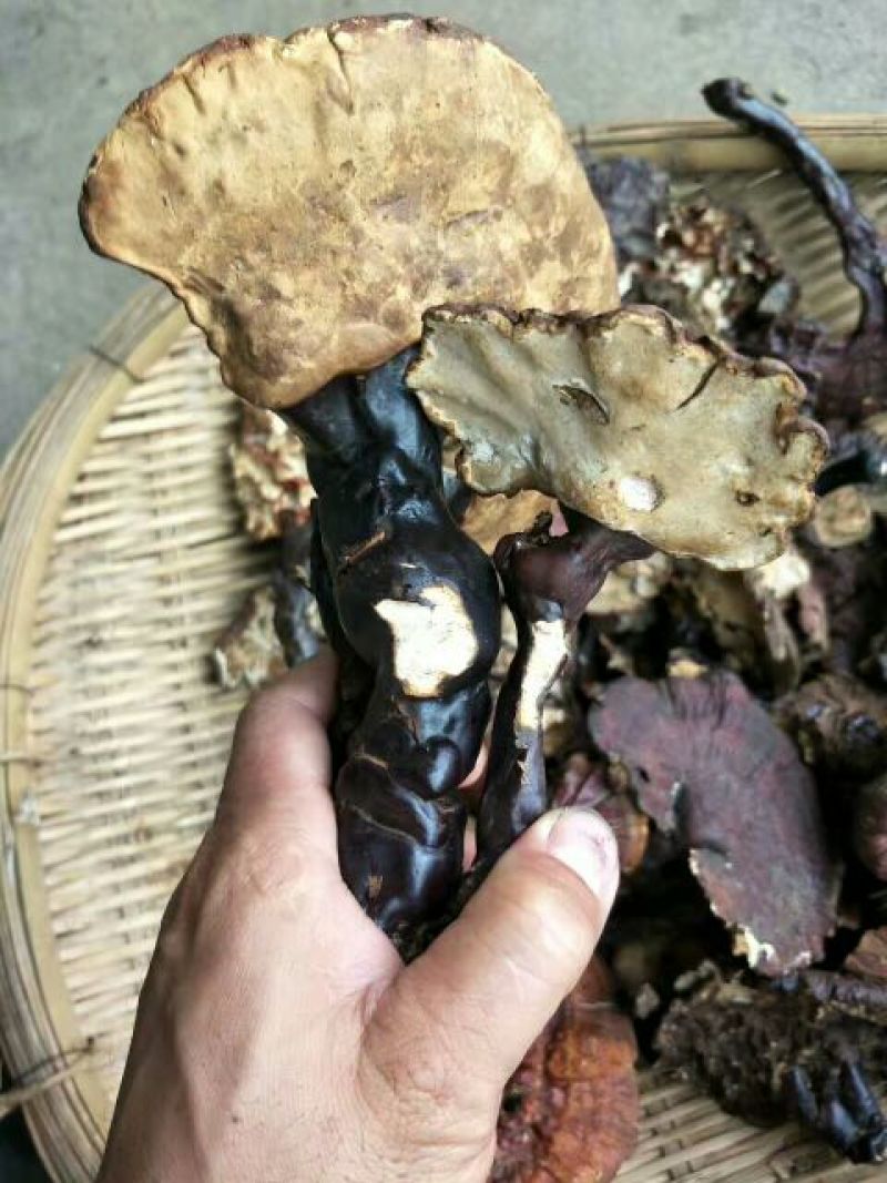 灵芝12~15公分