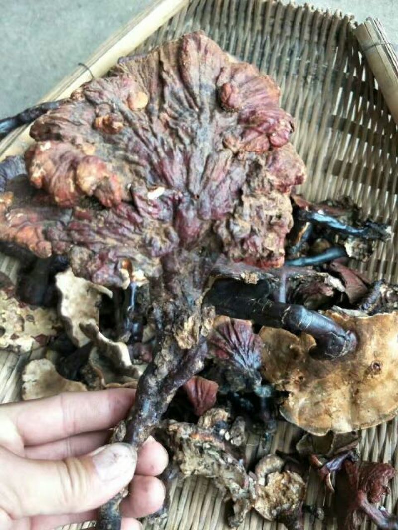 灵芝12~15公分