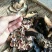 灵芝12~15公分
