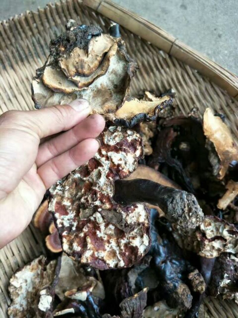灵芝12~15公分