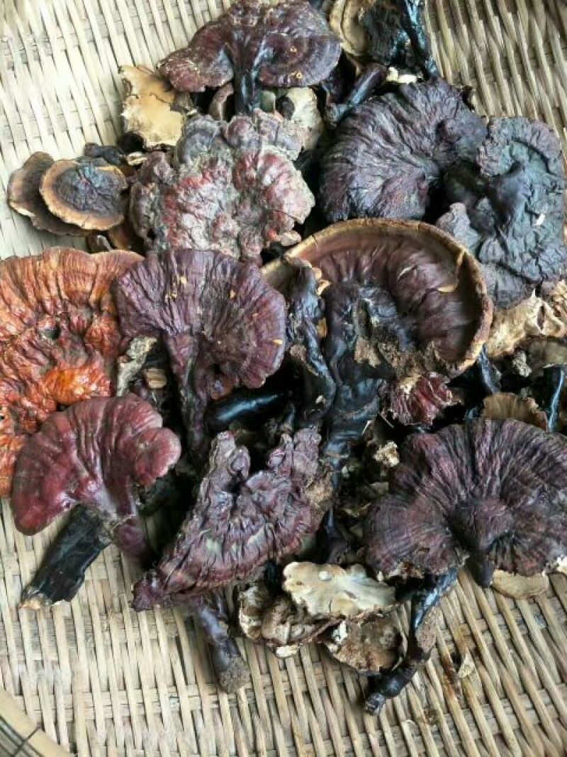 灵芝12~15公分