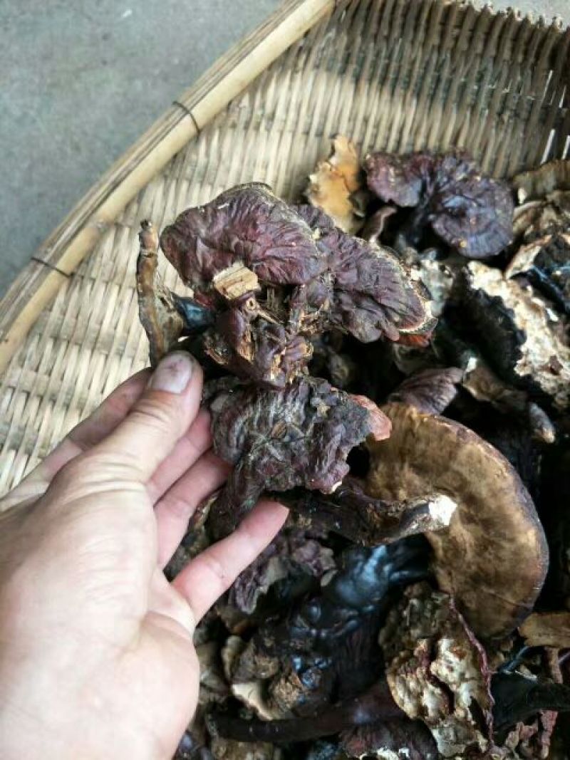 灵芝12~15公分
