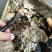 灵芝12~15公分