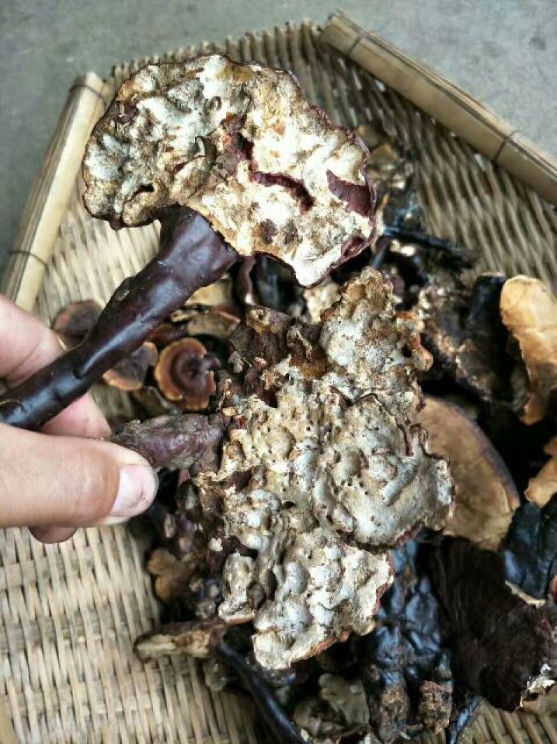 灵芝12~15公分