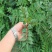 花椒苗0.5~1年