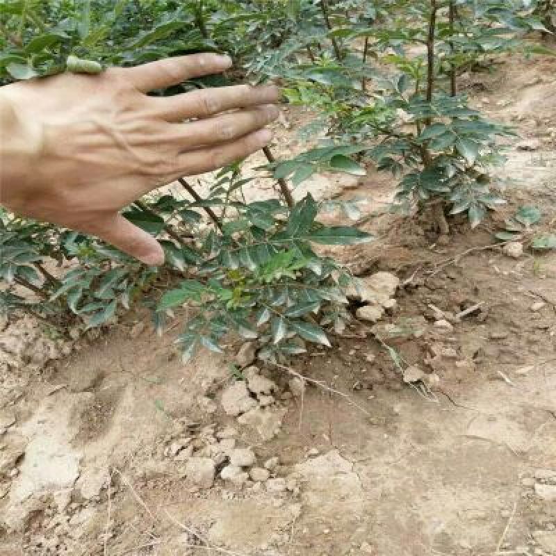 花椒苗0.5~1年