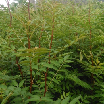 花椒苗0.5~1年
