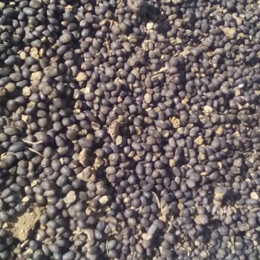 纯羊粪禽畜粪便羊粪60%(3-2-1)50kg*50袋