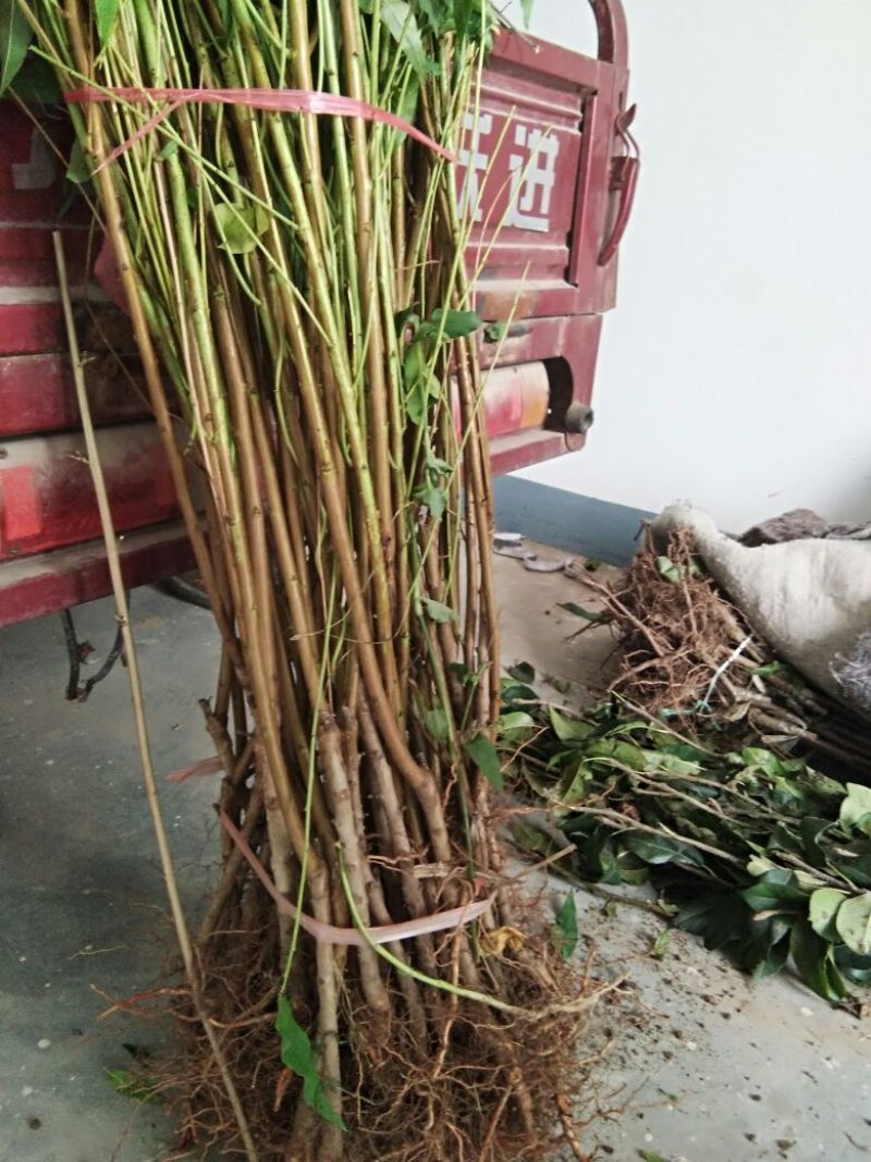 突围桃树苗70~80cm