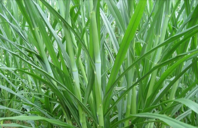 甜象草种子包发芽，量大从优