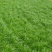 冬牧70黑麦草种98%以上