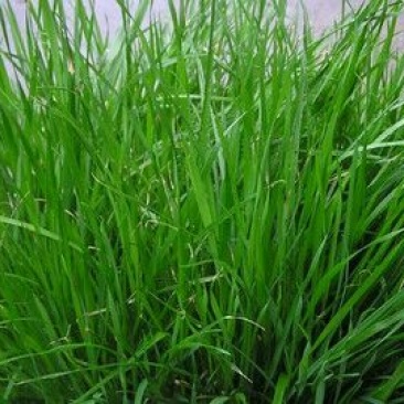 冬牧70黑麦草种98%以上