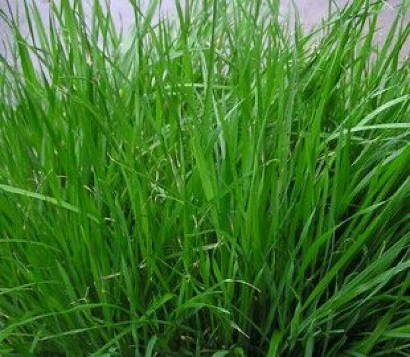 冬牧70黑麦草种98%以上