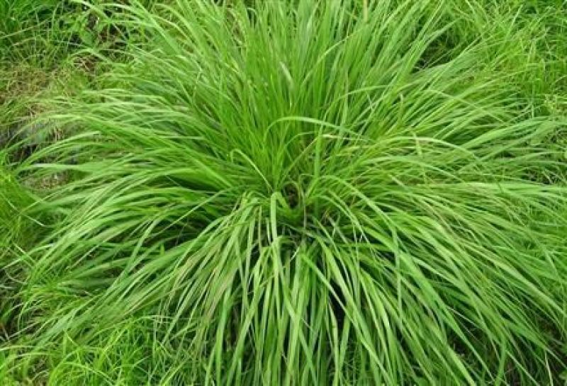 冬牧70黑麦草种98%以上