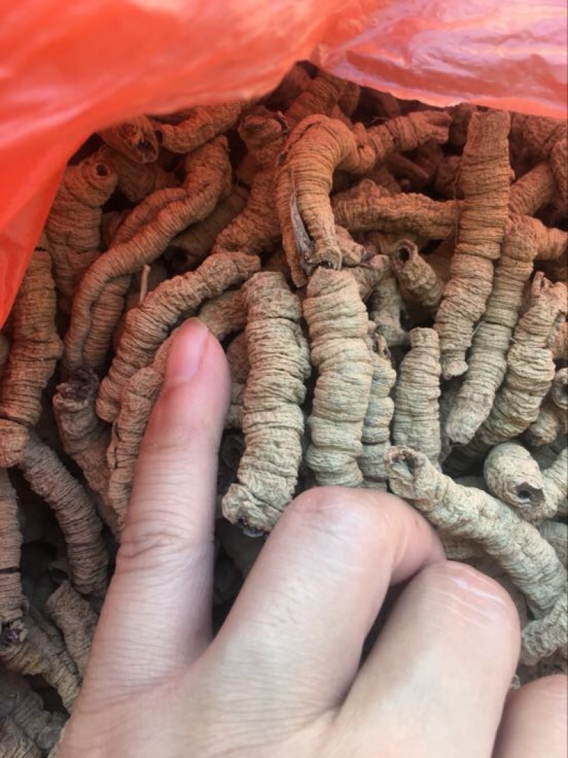 巴戟天一级