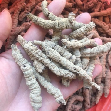 巴戟天一级