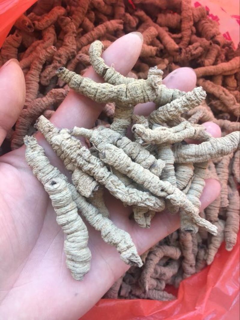 巴戟天一级