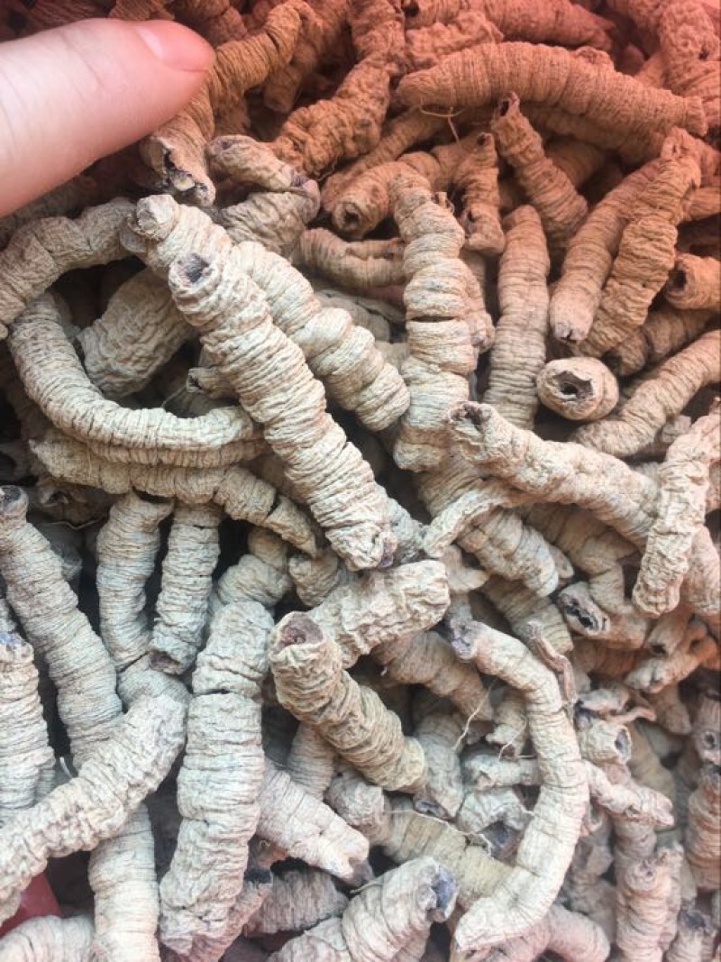 巴戟天一级