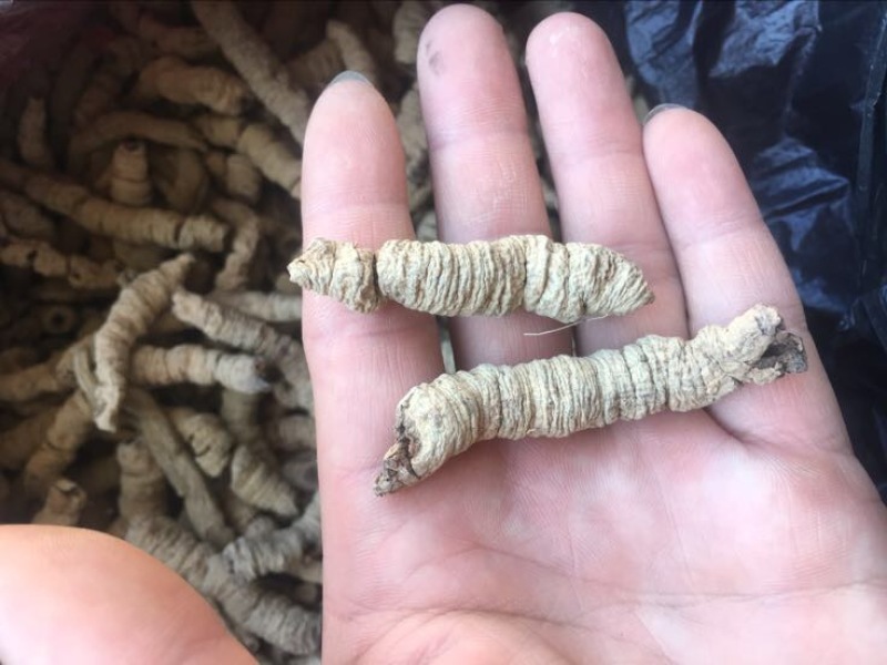 巴戟天一级