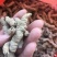 巴戟天一级