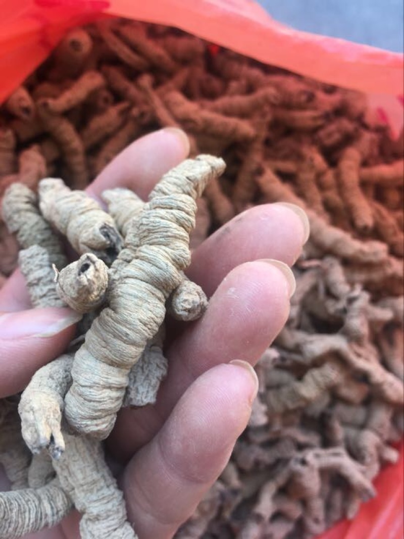 巴戟天一级