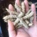 巴戟天一级